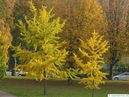 Image result for Ginkgoaceae