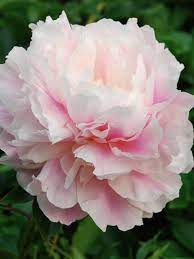 Darwin Plants Perennials Paeonia Peony Flower Flowers Pretty Flowers