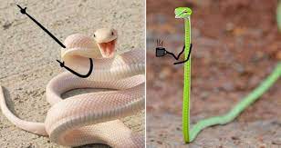 Snake Pics Are Getting A Doodle Makeover And The Results Are Beyond Funny 30 Pics Funny Pics Doodles