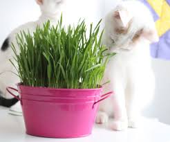 Kedi Cimi Nedir Ne Ise Yarar Yeni Akit