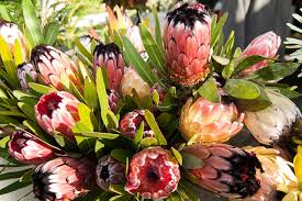 Image result for Protea micans