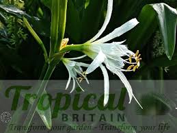 Image result for Ismene narcissiflora