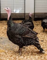 Bronze Turkey Characteristics Learn Natural Farming