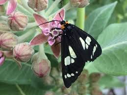 Image result for Asclepias ameliae