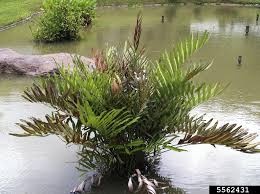 Image result for Acrostichum aureum