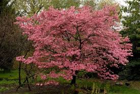Crape myrtle this tree can grow to be up to 30 feet tall, but there are also dwarf varieties that are between 10 and 15 feet. Yellow And Pink Trees Novocom Top