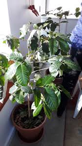 Image result for Coffea