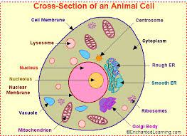 All About Cells Dna Startsateight Cells Project Animal Cell Animal Cell Structure