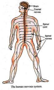 Complete or write sentences using the words motor lesson 1 nerves and sensory nerves. What Are The Main Organs Of The Human Nervous System Draw A Labelled Diagram To Show The Main Organs Of The Human Nervous System Sarthaks Econnect Largest Online Education Community