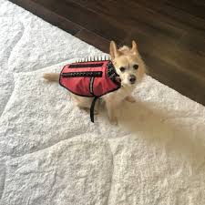 We now have peace of mind that our dogs will be safe. Coyotevest Pet Body Armor