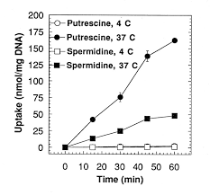 Spermidine is a supplement that protects your brain, your heart and has the same effects on human cells as fasting. Inorganic Cation Dependence Of Putrescine And Spermidine Transport In Human Breast Cancer Cells Journal Of Biological Chemistry