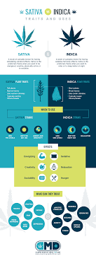 indica vs sativa which strain is right for you marijuana