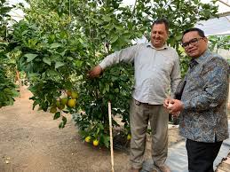 Buku ini diterbitkan sebagai panduan atau rujukan bukan sahaja kepada golongan petani malah kepada semua pihak yang berkepentingan termasuk orang awam. Potensi Pertanian Sebagai Peningkatan Hubungan Ekonomi Perdagangan Dan Investasi Indonesia Di Kuwait