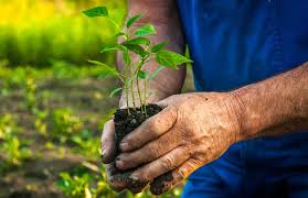 Sow seeds at least half an inch apart in an inch or two of barely moist, sterilized potting mix with a pinch of added polymer moisture crystals. Growing Peppers From Seed For Beginners Cayenne Diane