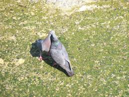 Pigeon Love Free Stock Photos In Jpeg Jpg 1920x1440 Format For Free Download 1 41mb Collection by huns sharif • last updated 7 days ago. pigeon love free stock photos in jpeg