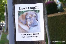 How to find your dog. How Can I Find My Lost Dog Fido Universe