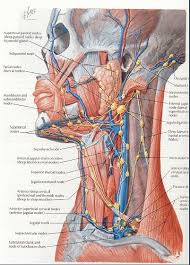 Lymph Nodes In Your Body Lymph Nodes Lymph Drainage Lymphatic System