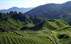 Jom bercuti cameron highlands, pahang, pahang, malaysia. 23 Hotel Murah Di Cameron Highland Percutian Bajet Rm100 Rm200