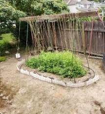 It serves as the background for your beautiful plant arrangement and, when showing, which happens more often than not nowadays, it becomes a decorative piece itself. Diy Crafty Pea Trellis Thriftyfun