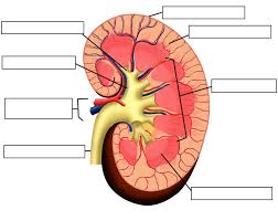 Anatomy The Urinary System Chronic Kidney Disease Human Kidney Kidney Failure