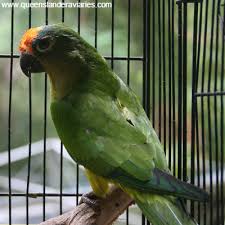 We did not find results for: Peach Fronted Conure Queenslander Aviaries