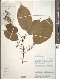 Image result for Dasylepis racemosa