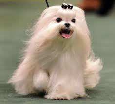 Maltese Maltese Puppy Maltese Dogs Westminster Dog Show