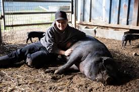 This little piggy went to Lake Mac council… and got registered