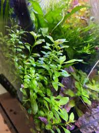 Image result for Ludwigia