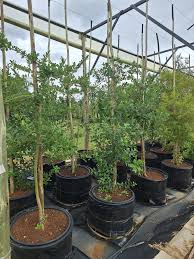 Image result for Apodytes dimidiata