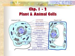 We did not find results for: True False Plant And Animal Cells Are The Same Ppt Video Online Download
