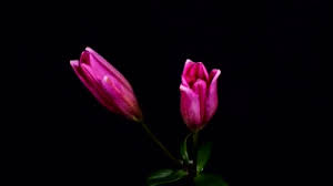 This is a simple animated gif of a blooming flower i made because i couldn't find one anywhere. Blooming Flower Clip 5 Gif By Hal Grey Hawk Brower 08 09 2015 Flores Florescendo Belas Fotos De Flores Rosas Vermelhas