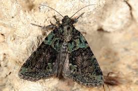 Image result for Cryphia algae