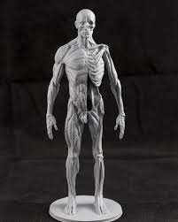 3dsmiths On Instagram A Recent Student 3dprint Commission Ecorche Modeled By Rafael Grassetti For Personal Desktop Refere 3d Printing Print Art Reference