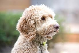 Image result for labradoodle