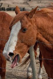 Haben die anderen pferde keine symptome? Pferd Mit Botulismus Stockbild Bild Von Frau Teilnamslos 50539085