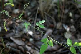 Image result for Desmodium ospriostreblum