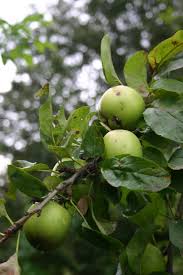 Nut bushes such as hazelnuts (filberts) make an attractive edible hedgerow; The Edible Hedgerow British Food A History