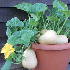 Plant squash in late may or april after the threat of the last frost has passed. Butterbush Hybrid Winter Squash Container Gardening Jung Seed Company