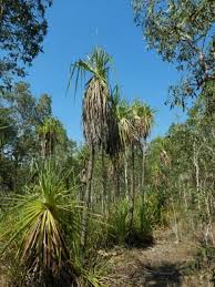 Image result for Pandanus sp. A