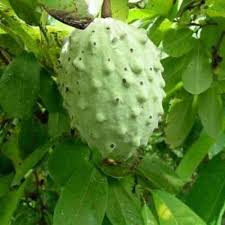 Ilama (fruit) - Alchetron, The Free Social Encyclopedia