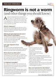 Ringworm Is Not A Worm Dvm360 Veterinary Tech Vet Assistant Vet Medicine