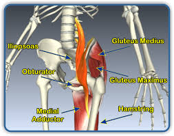 The gluteals are the muscles in your buttocks. Exercises For The Hip Joint Coon Rapids Chiropractic