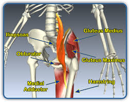 We did not find results for: Exercises For The Hip Joint Coon Rapids Chiropractic