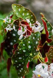Begonia Maculata Care How To Grow Polka Dot Begonia Smart Garden Guide Begonia Maculata Begonia Growing Plants Indoors