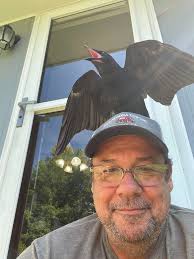 Raven in Haines Alaska, user experiences and videos