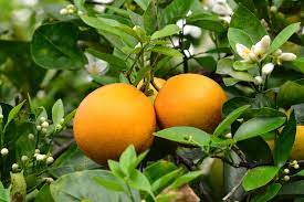 Look on the tree's trunk approximately 6 inches above the soil to see if there is a graft line. Citrus Trees 7 Common Problems