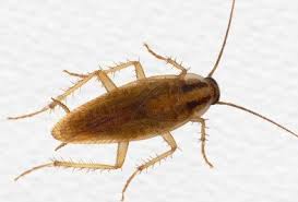 Check spelling or type a new query. German Cockroach Types Facts And How To Identify German Cockroach Control Holder S Pest Solutions