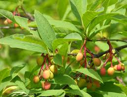 Image result for Ormocarpum schliebenii