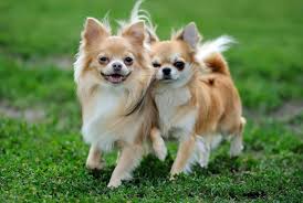 Courageous, extremely lively, proud and adventurous, they enjoy affection. Purchase Long Coat Chihuahua Puppies For Sale Up To 64 Off